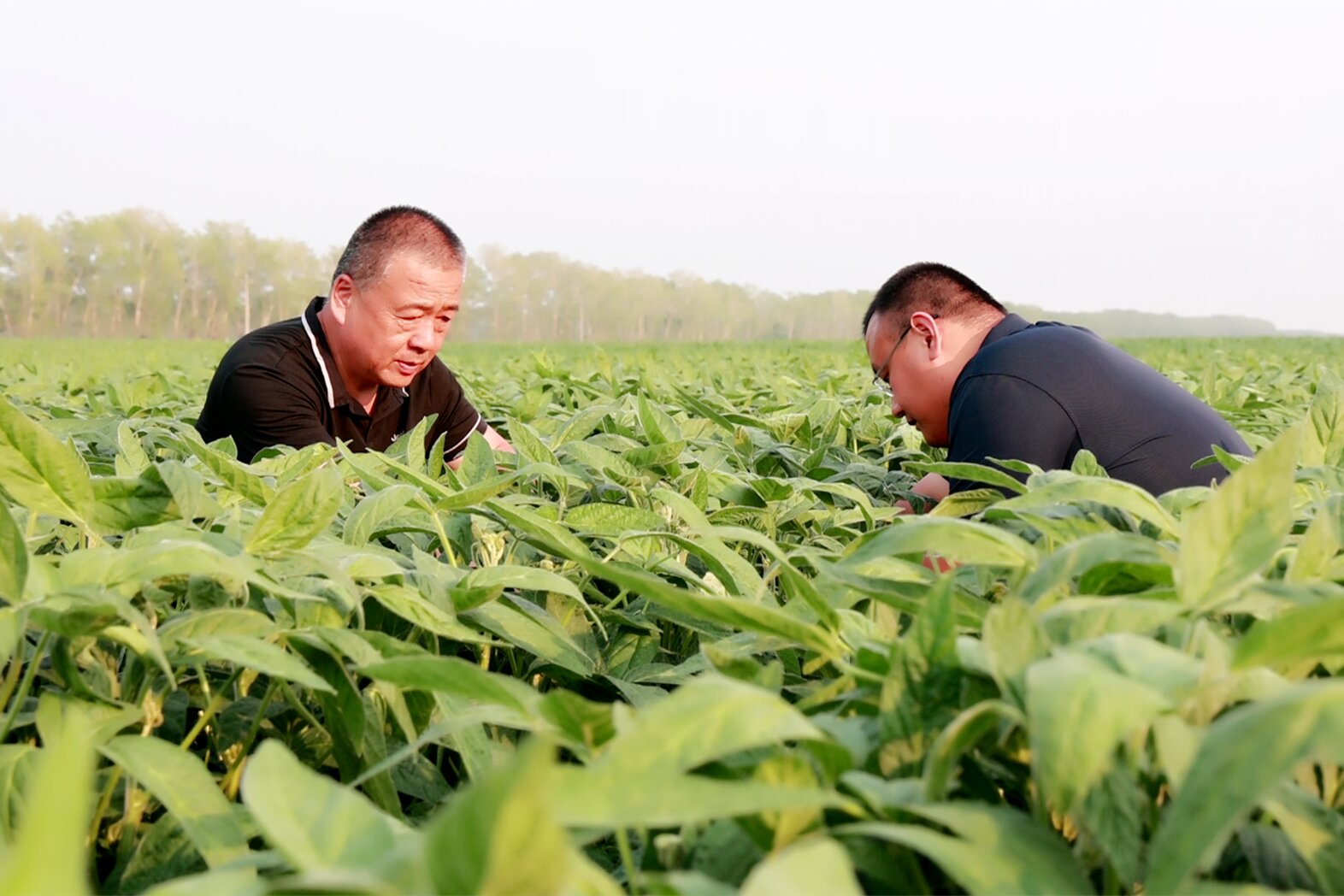 北大荒集团军川农场有限公司：飞机航化健身防病 助力作物丰产丰收_fororder_田间踏查提供农技服务_proc