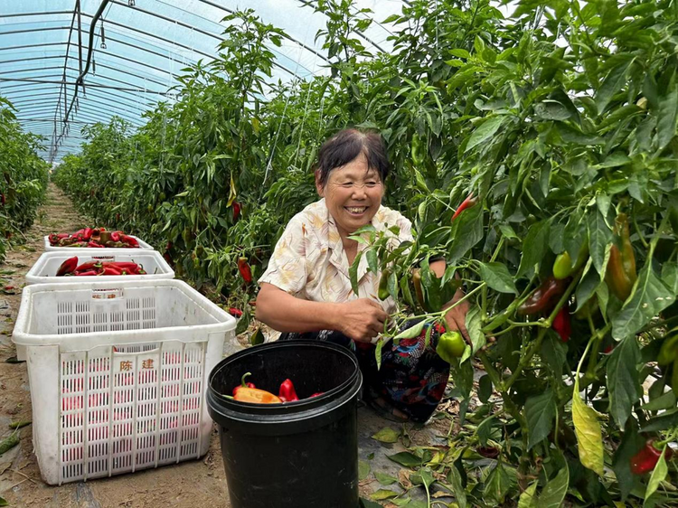 蚌埠市五河县朱顶镇：千亩辣椒迎丰收 奏响增收“椒响曲”_fororder_图片1