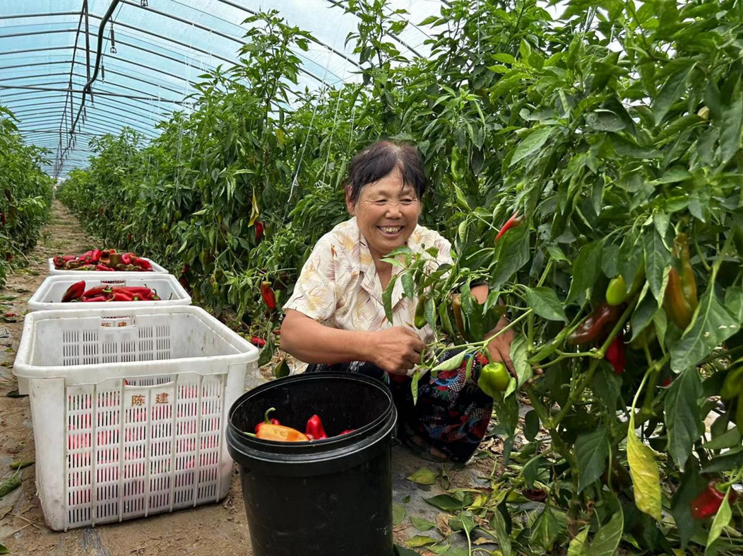 蚌埠市五河县朱顶镇：千亩辣椒迎丰收 奏响增收“椒响曲”_fororder_图片1