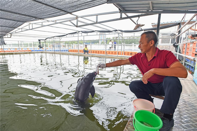 鹿鸣呦呦 江豚逐浪 荆楚大地成为“湿地精灵”栖息乐园_fororder_微信图片_20240711095942