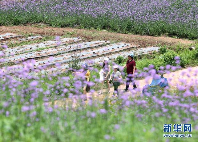 【焦点图】南宁:田园风光美!马鞭草和非洲雏菊竞相盛放(组图)