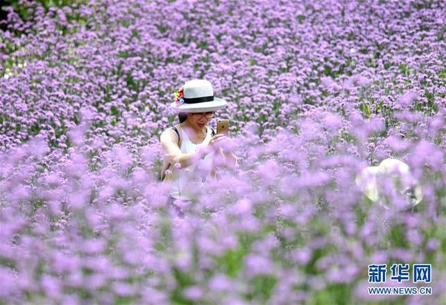 【焦点图】南宁:田园风光美!马鞭草和非洲雏菊竞相盛放(组图)