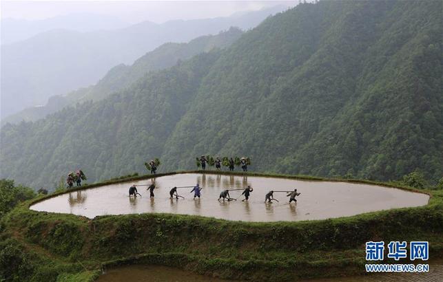 【焦点图】高清组图：雨水充沛!广西融水农民抢抓农时耕种