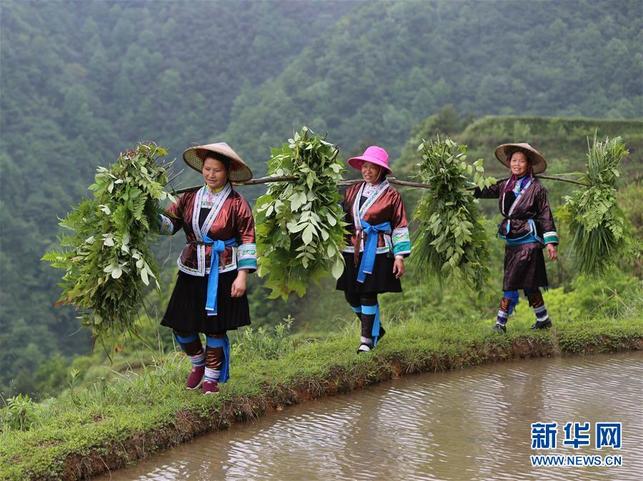 【焦点图】高清组图：雨水充沛!广西融水农民抢抓农时耕种