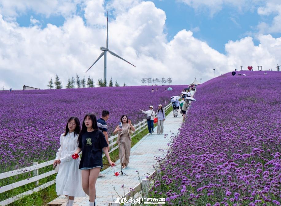 贵阳花溪高坡：紫色花海如梦如幻