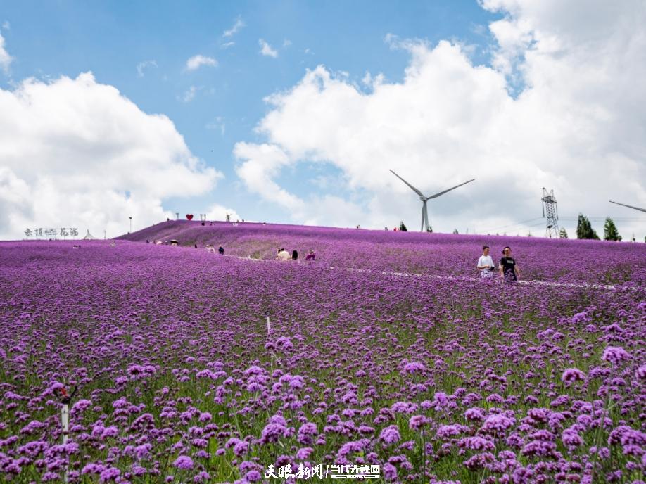 贵阳花溪高坡：紫色花海如梦如幻