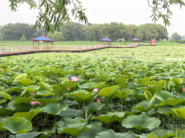 新民市第二十三届荷花旅游文化节暨“鱼与自然”文化节开幕_fororder_新民荷花节2