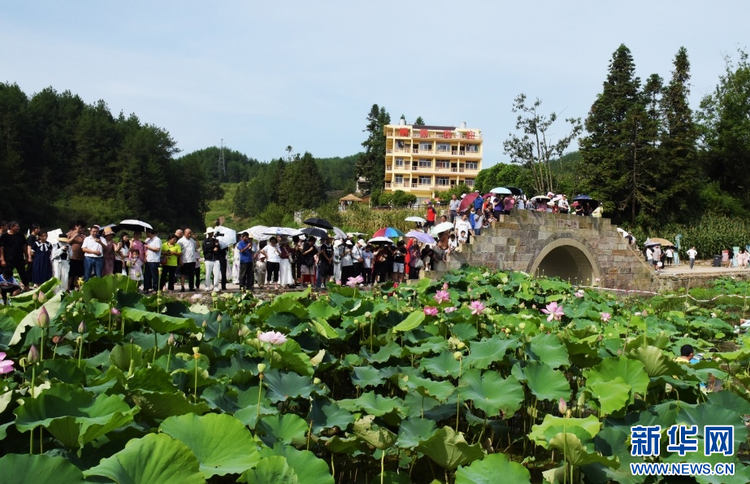 重庆石柱：赏荷花之美 品乡村风情