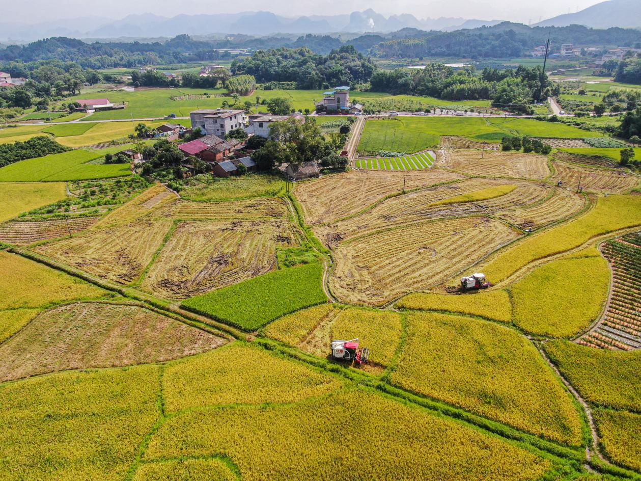 桂林灵川：夏收夏种农事忙 遍地金黄粮满仓_fororder_图片2