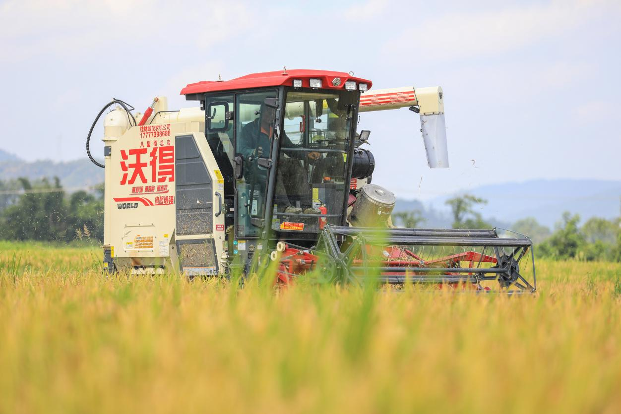 桂林灵川：夏收夏种农事忙 遍地金黄粮满仓_fororder_图片3