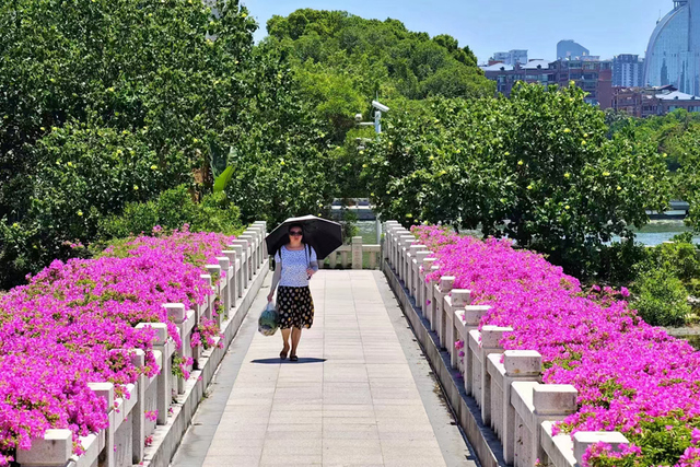 厦门：“空中花廊”绚烂开