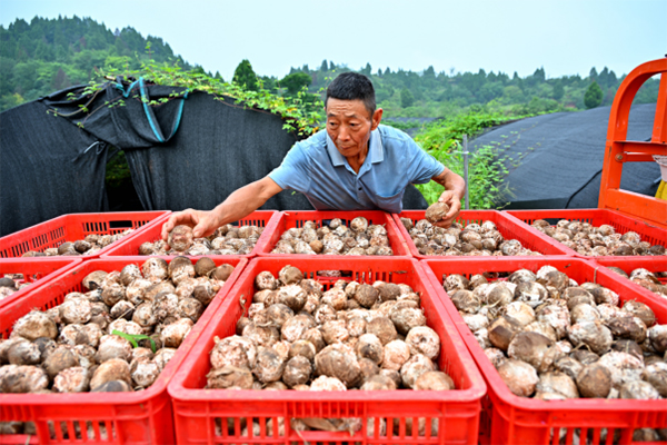 眉山仁寿：大棚食用菌助农增收_fororder_未标题-3