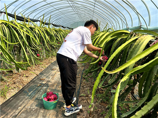 信阳市浉河区：“青”注活力 “城”就未来_fororder_王鹏剪下成熟的火龙果