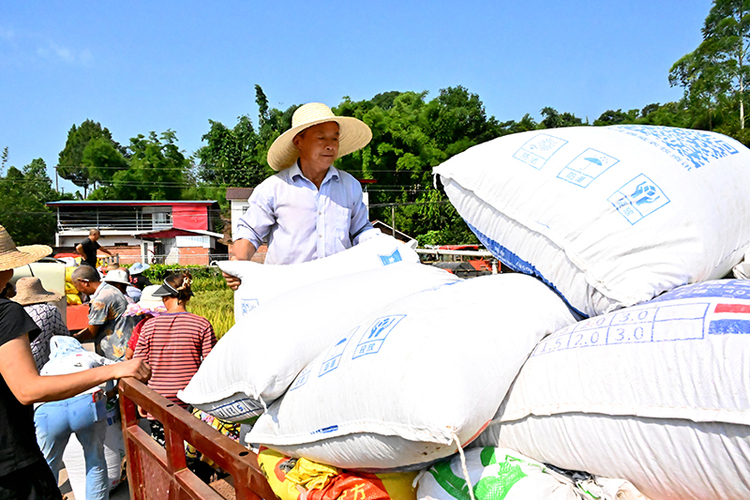 眉山仁寿：水稻喜迎丰收季 机械化收割忙不停_fororder_8月14日，在眉山市仁寿县钟祥镇灯塔村，村民正在转运稻谷。摄影--潘建勇