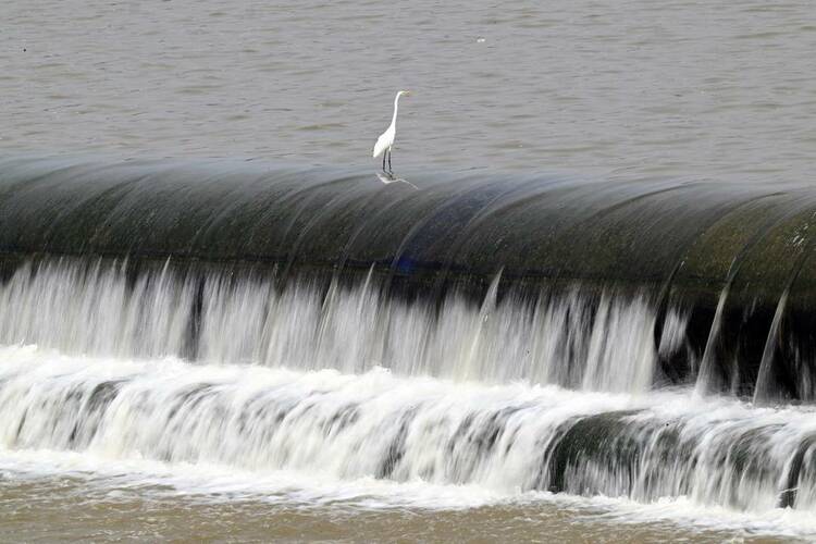 沈阳浑河：白鹭舞翩跹，尽显生态美