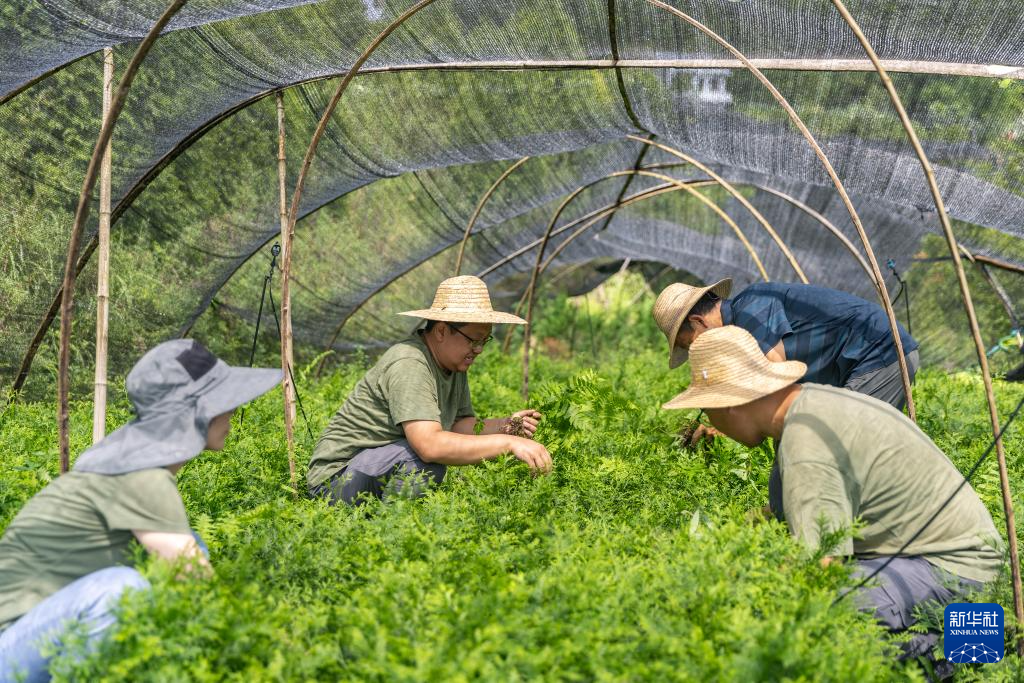 重庆：保护濒危植物 筑牢生态屏障