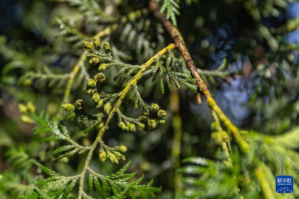 重庆：保护濒危植物 筑牢生态屏障