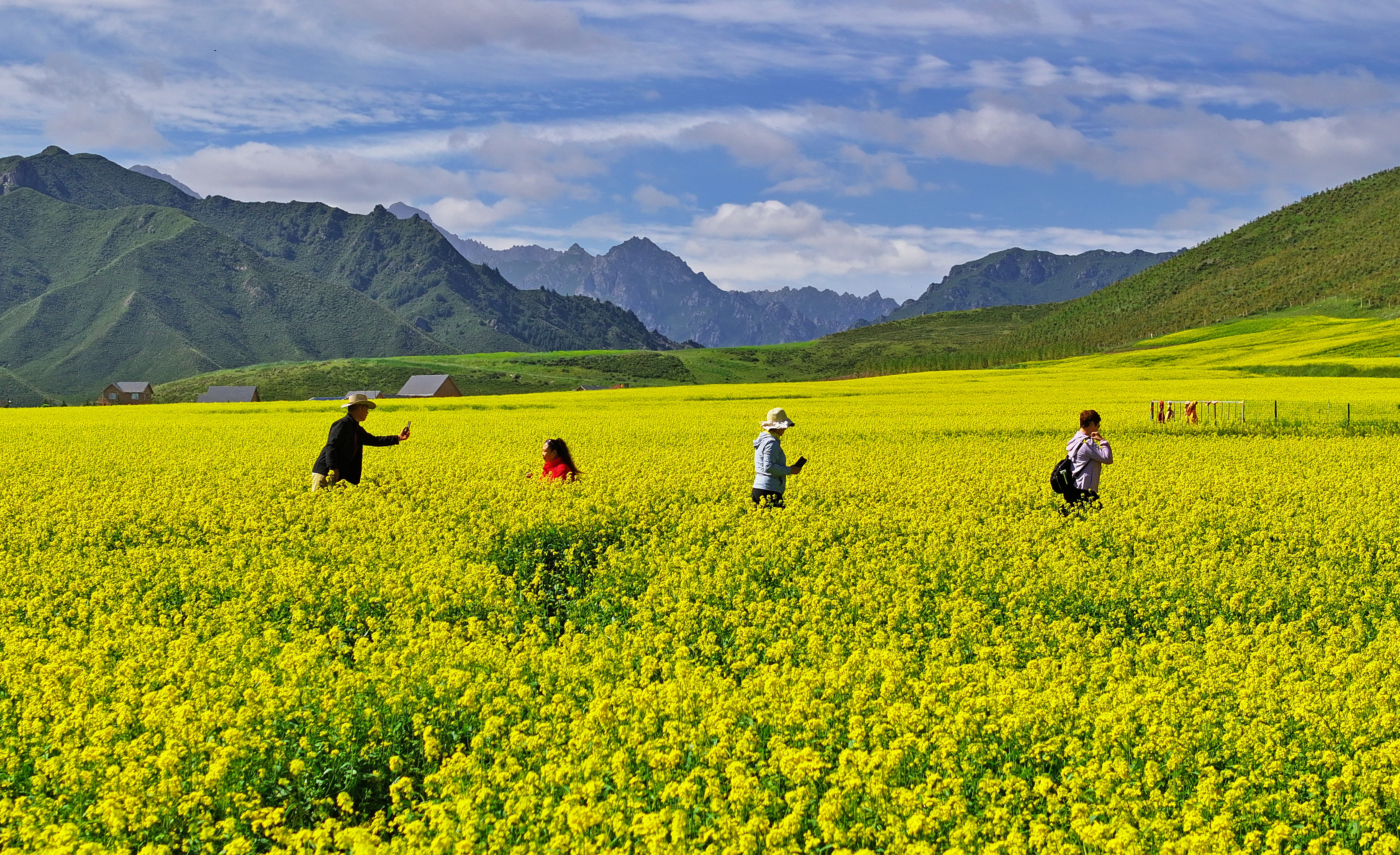 【大美甘肃】甘肃张掖民乐：扁都口油菜花海迎客来_fororder_DJI_20240715100719_0290_D.JPG