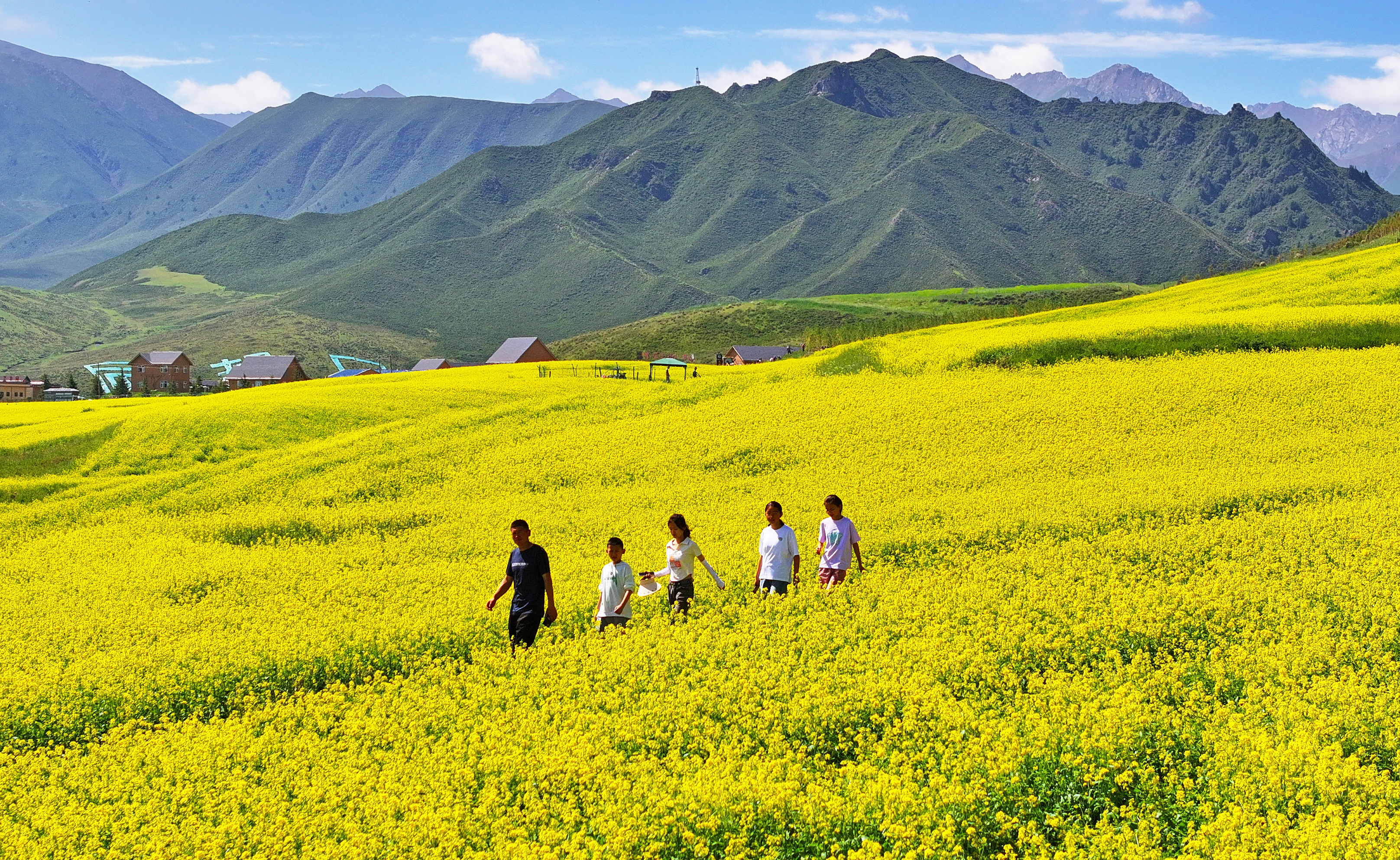 【大美甘肃】甘肃张掖民乐：扁都口油菜花海迎客来_fororder_DJI_20240715105445_0364_D.JPG