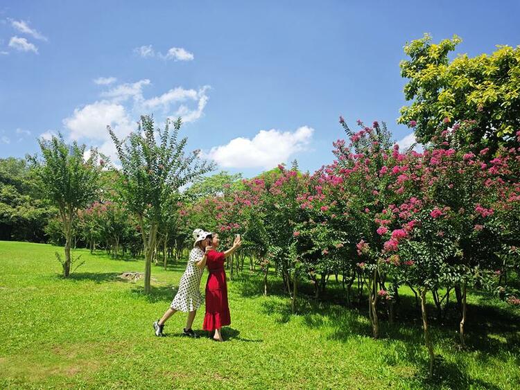 南宁：夏花绚烂醉游人