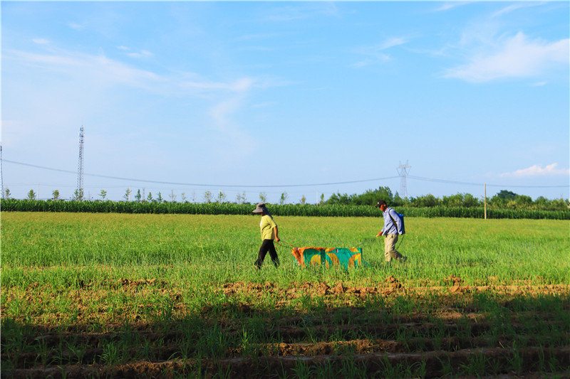 南阳市新野县：抢抓时机 恢复生产_fororder_上庄乡邓庄村村民在钢葱地里进行打药除草作业.JPG