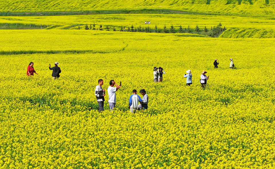 【大美甘肃】甘肃张掖民乐：扁都口油菜花海迎客来_fororder_DJI_20240715101338_0302_D.JPG