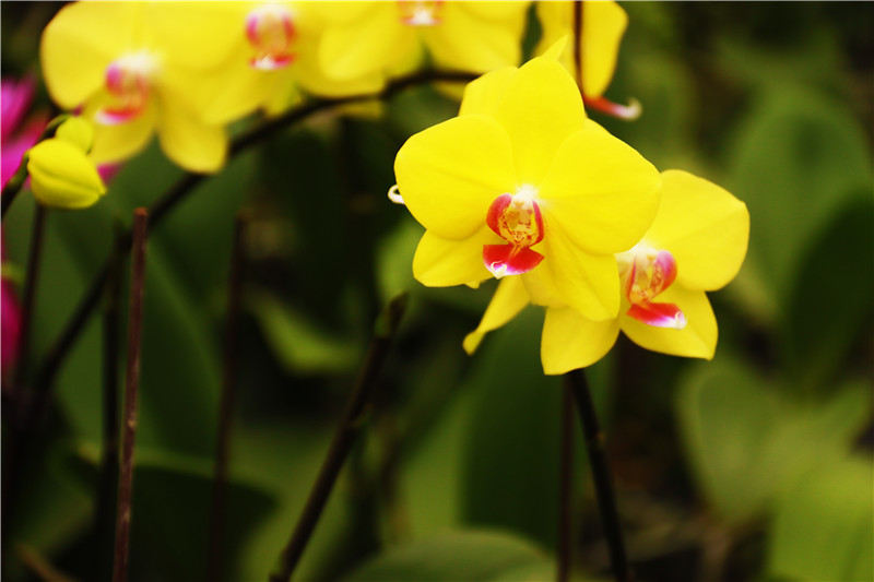 南阳市内乡县：蝴蝶兰花开正俏_fororder_黄色花系蝴蝶兰.JPG