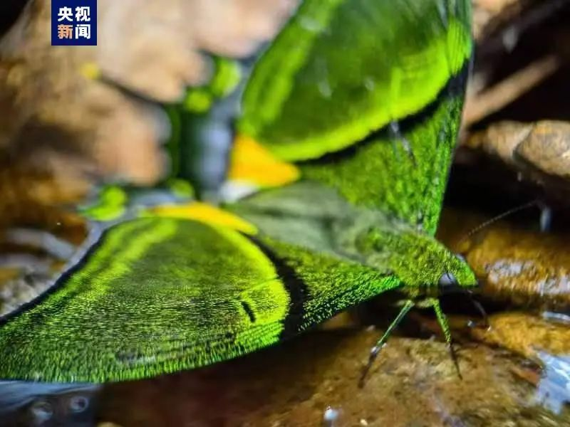 江西是个好地方丨首次发现“蝶中皇后”结伴吸水，就在井冈山