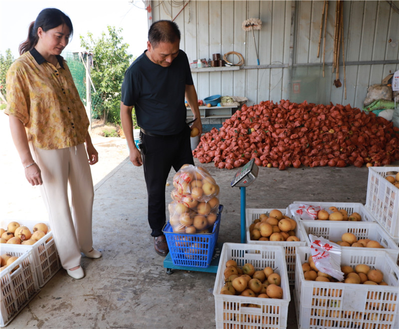 信阳市商城县：荒坡上垦出“甜日子”_fororder_一大早就有顾客来买梨 李新春 摄