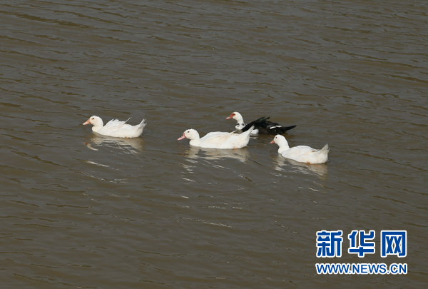 【先不签】航拍湖北网湖湿地：候鸟的家