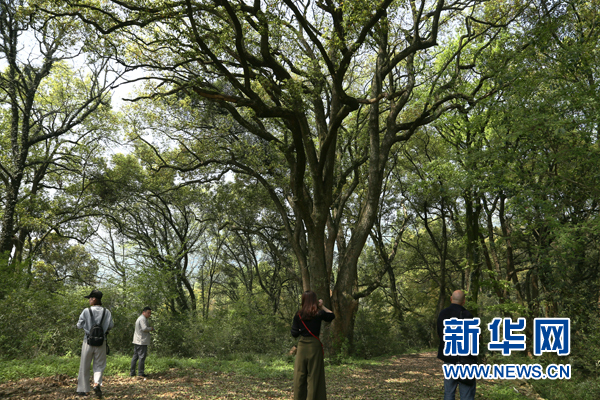 【先不签】航拍湖北网湖湿地：候鸟的家