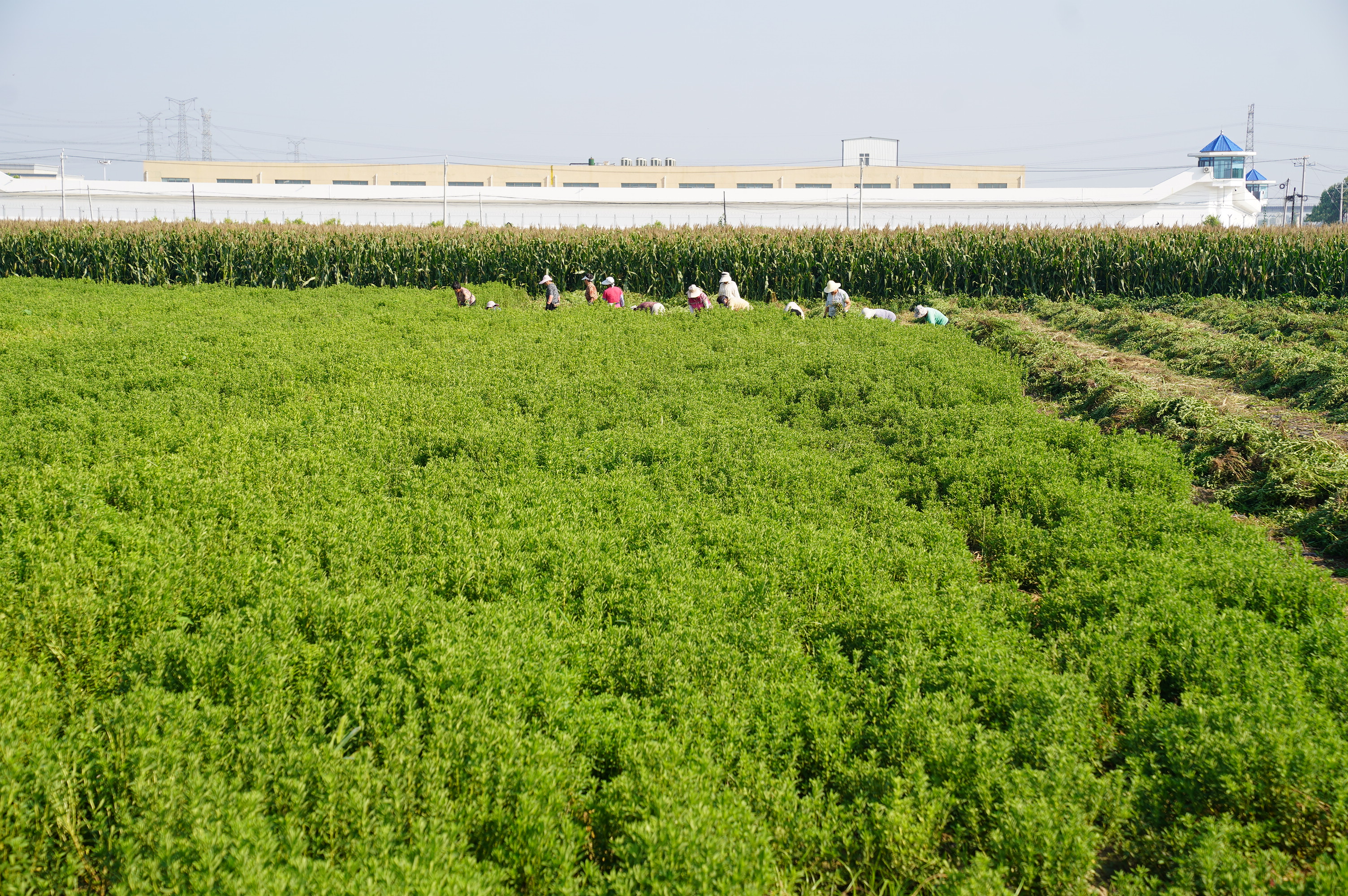 河北邢台经济开发区：甜叶菊喜获丰收_fororder_4.JPG