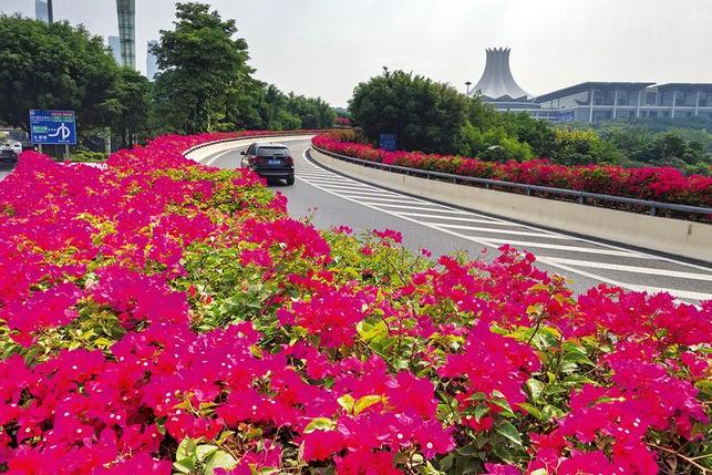 在绽放繁花中邂逅南宁秋日