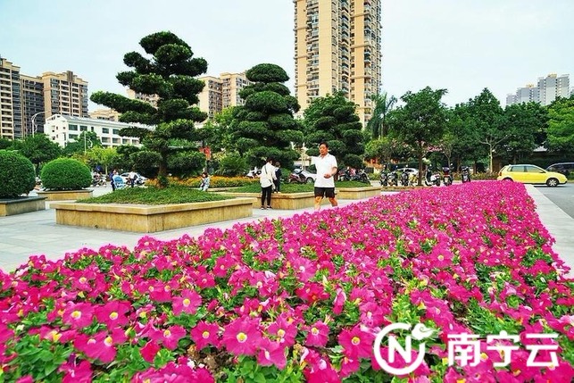 在绽放繁花中邂逅南宁秋日