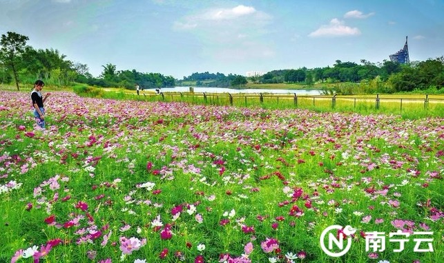 在绽放繁花中邂逅南宁秋日