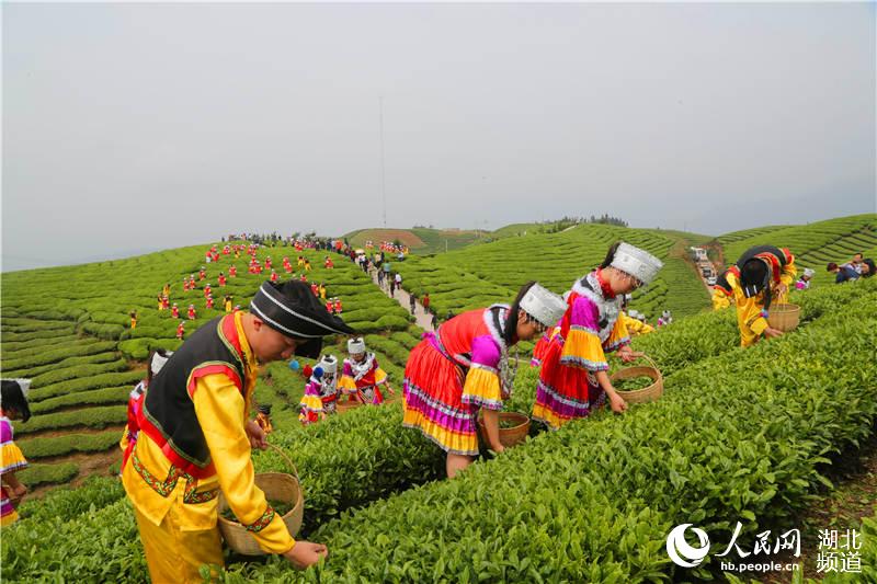 湖北鹤峰：茶旅融合助推“百亿茶产业”发展