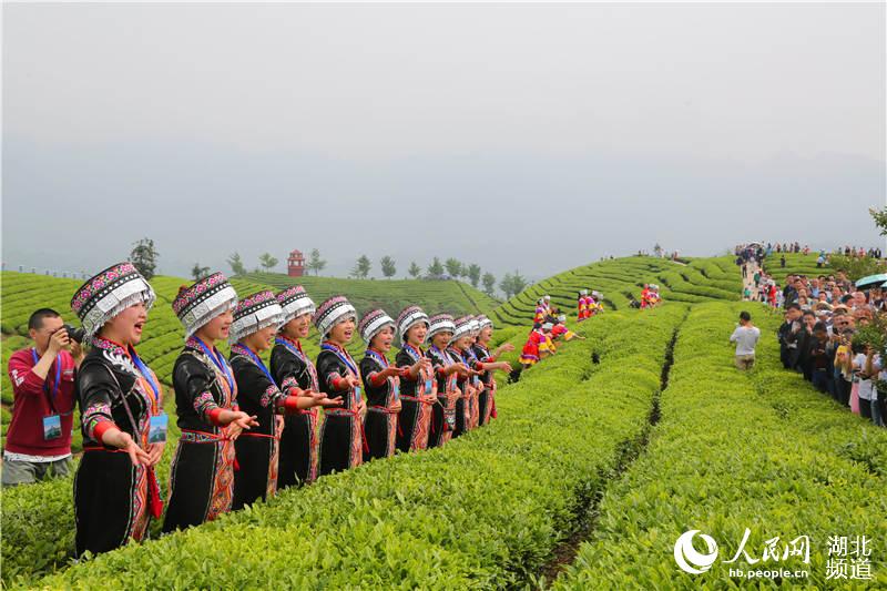 湖北鹤峰：茶旅融合助推“百亿茶产业”发展