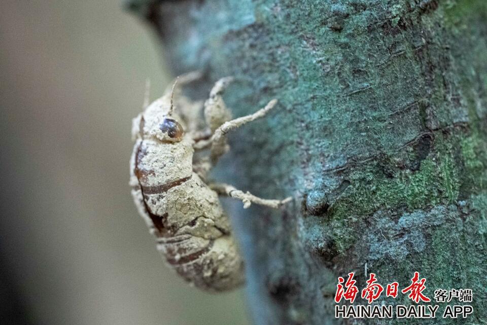 琼中黎母山热带雨林里的秋日精灵