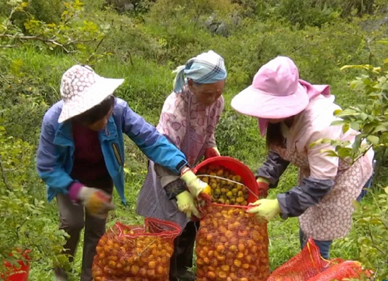 六盘水市水城区：刺梨精深加工企业忙碌生产 提高刺梨利用率_fororder_640 (2)