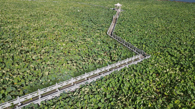 太空湘莲 助乡村旅游“升空”_fororder_图片4