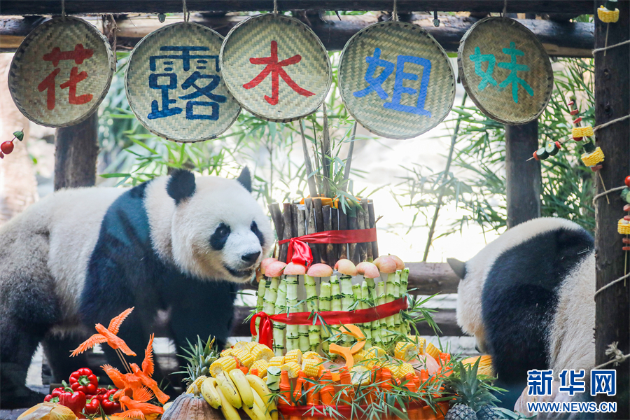 重庆永川三只大熊猫“小公主”迎来生日派对