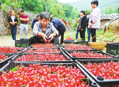 【豫见国际-图片】荒山变成了摇钱树