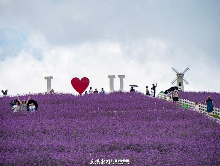 贵阳花溪高坡：紫色花海如梦如幻