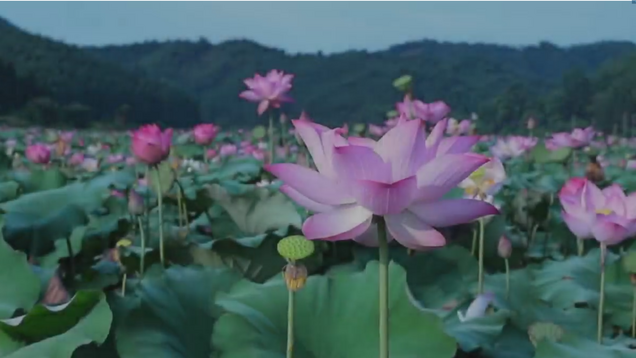 The lotus flowers in Chongren burst into bloom, inviting you to enjoy them_fororder_企业微信截图_20240807114253