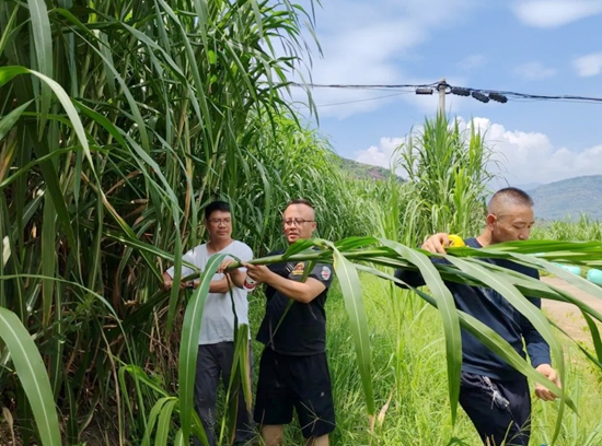 贵州六盘水市水城区：农技人员“传经送宝” 助推牧草产业提质增效_fororder_640 (1)