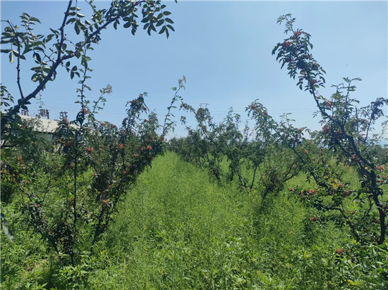 三门峡市渑池县发展道地药材 开辟致富新路_fororder_渑池县坡头乡韩家坑村群众花椒地里套种的柴胡长势喜人 摄影 王保龙 (2)