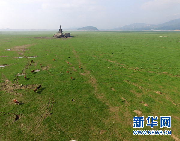 鄱阳湖变身“大草原”——直击低水位下的我国最大淡水湖