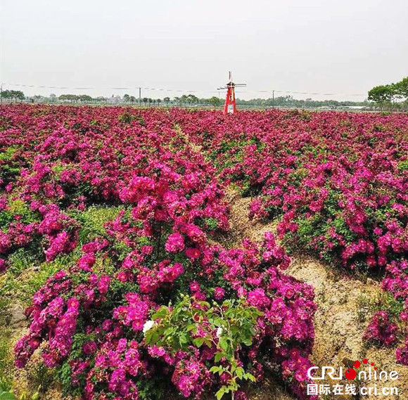 【上海】【专稿专题】2018希茜庄园玫瑰节于崇明举行