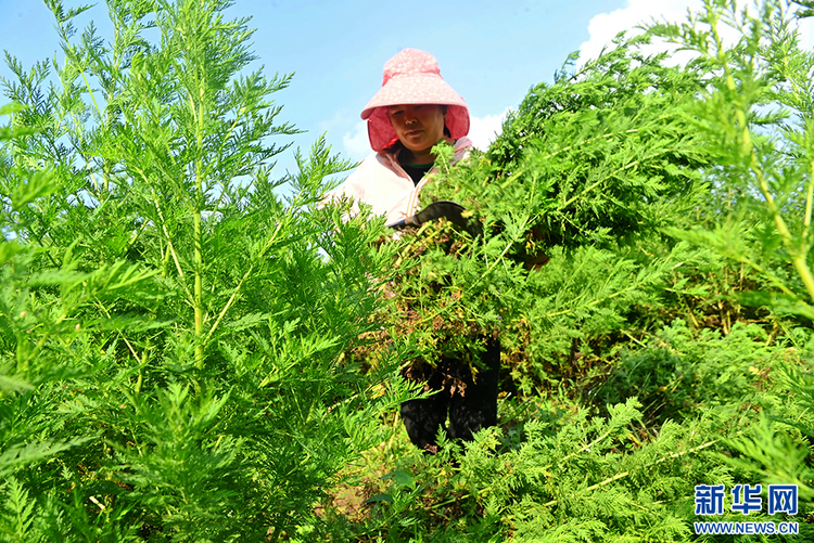 秋风起 采收忙 巴渝大地迎“丰”景