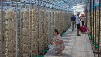 首届中国（长春）灵芝孢子粉采收节启动仪式在长春净月高新区举行